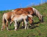 62 Padre, madre al pascolo d'erba, presto anche il piccolo !